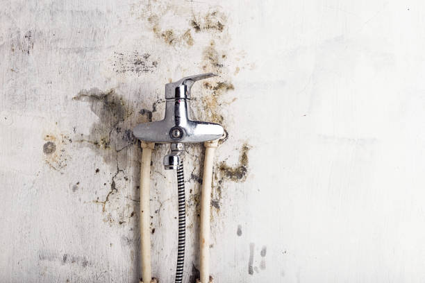 Best Basement Mold Remediation in Wheaton, MN