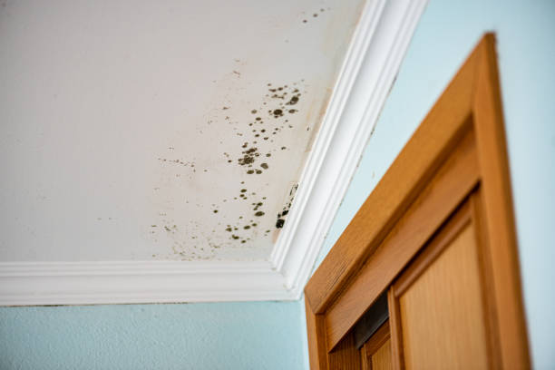 Best Black Mold Remediation in Wheaton, MN