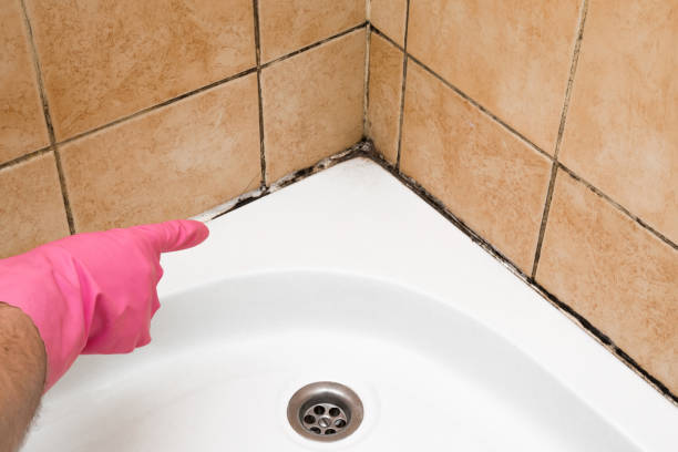 Best Crawl Space Mold Remediation in Wheaton, MN